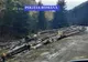 Polițiștii, cu ochii pe hoții de lemne și brazi