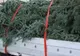 Doi bărbați, reținuți pentru tăiere ilegală și furt de pomi de Crăciun! Aceștia ar fi tăiat peste 800 de brazi