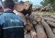 Ocol silvic din Câmpeni, amendat cu 10.000 de lei