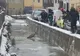 Căprioară salvată de pompieri (FOTO/ VIDEO)