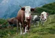 Doi bărbați din Aiud, cercețați pentru furt de animale! Ce au făcut hoții