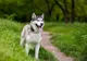 Fetiţă de 12 ani, muşcată de faţă de un Husky! Proprietara câinelui a făcut infarct şi a murit!
