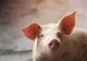 ANSVSA anunță "controale șoc" la vânzătorii de carne de porc