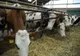 Începe efectuarea plății ajutorului de stat în sectorul creșterii animalelor