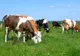 APIA primește cereri pentru ajutorul de stat în sectorul creşterii animalelor