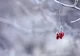 Prognoza meteo 28 ianuarie. Temperaturi de primăvară - condiții de polei