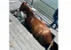 Misiune de salvare a unui cal blocat într-un ponton de pe râul Mureș  - VIDEO