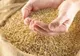 MADR oferă sprijin de 200 milioane de euro, pentru industria de procesare a cerealelor și fabricarea uleiurilor-PROIECT