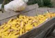 Prinși cu o căruță plină de porumb furat