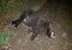 Caz de pestă porcină africană, depistat la un mistreț împușcat pe un fond de vânătoare din Alba