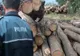 Amenzi de 13.300 de lei și 70 de metri cubi de material lemnos, confiscați