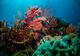  Coralii din Caraibe, măcinați de o boală bizară. 30% din bijuteriile din adâncuri au pierit într-un an 
