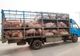 Transport ilegal de porci identificat pe raza județului Alba!