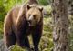 Ce să faceți dacă vedeți ursul. Recomandările Inspectoratului Județean de Jandarmi Sibiu