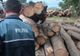 Polițiștii din Apuseni au confiscat 20 de metri cubi de material lemnos