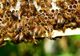 Inspirați de mâncarea din insecte, apicultorii români se gândesc să producă făină din puiet de trântor