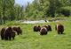 Ministrul Mediului dă undă verde pentru împușcarea a peste 400 de urși. 